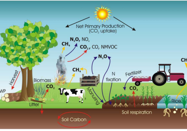 Case Studies and Best Practices in Agriculture
